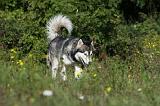 ALASKAN MALAMUTE 371